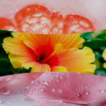 LUSH POMELO
